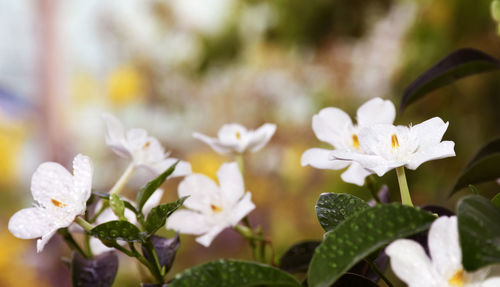 Close-up of white flowering plants