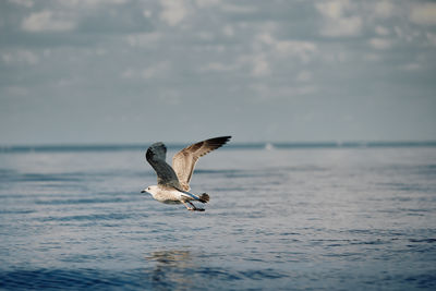 Seagull flying over sea
