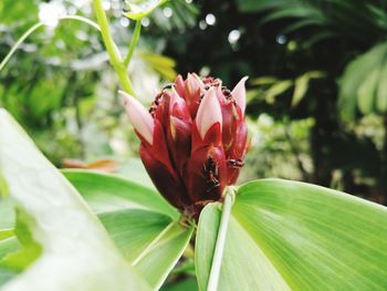 Close-up of flowering plant