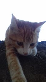 Close-up of a cat looking away