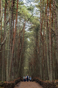 Rear view of people walking on pathway amidst trees in forest