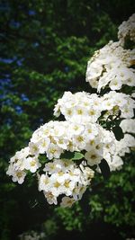 Close-up of white flowering plant