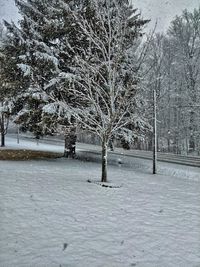 Bare trees on snow covered field