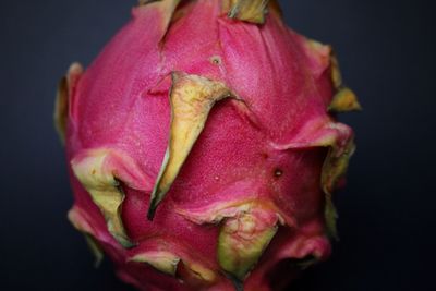 Close-up of pink rose over black background
