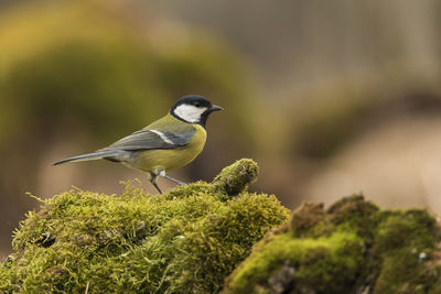 Close-up of bird perching on moss