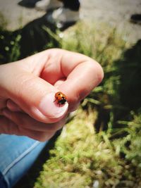 Cropped image of hand holding small insect