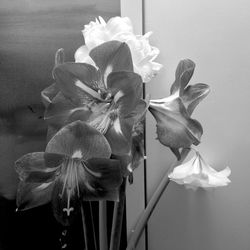 Close-up of flowers blooming outdoors