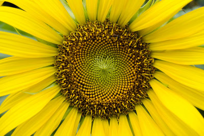 Close-up of sunflower