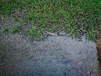 High angle view of lizard on land