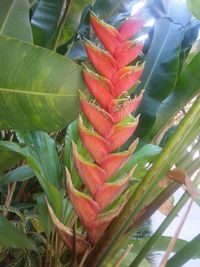 Close-up of flower plant