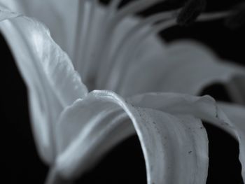 Close-up of water drops on flower against black background