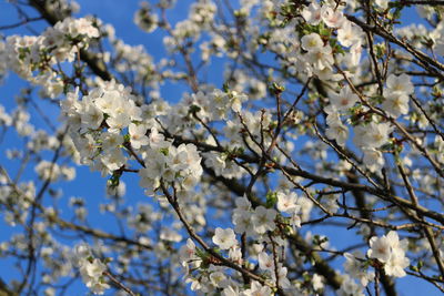 Low angle view of cherry blossoms in spring