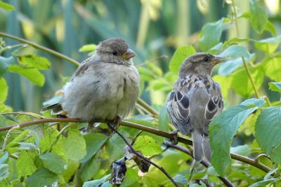 Close-up of birds perching on branch