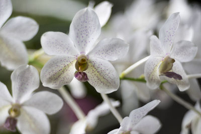 Close-up of white flowering plant