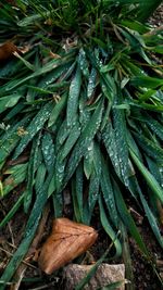 High angle view of wet plant on field