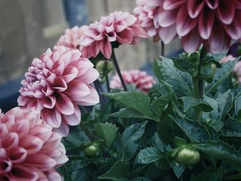 Close-up of pink flowers blooming outdoors