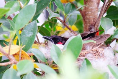 Close-up of birds on leaves