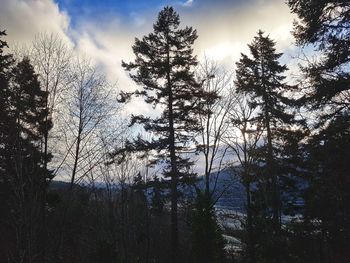 Low angle view of silhouette trees in forest against sky