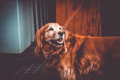 Close-up portrait of dog