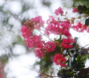 Close-up of red berries growing on tree