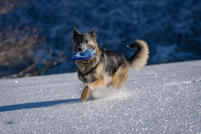 Dog running on snow