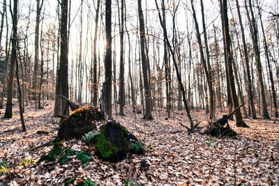 Close-up of tree trunk in forest