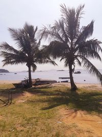 Palm trees on field against sky