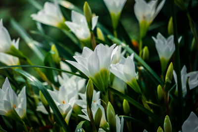 Close-up of white flowering plants