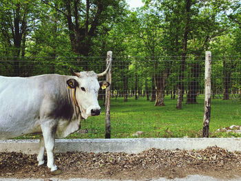 Horse standing in a field