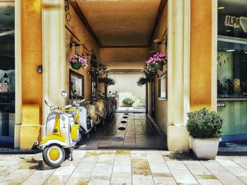 Potted plant in corridor