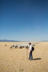 Herd of woolly sheep with tags and young shepherd with stick grazing on dry grass of hilly terrain on sunny day