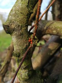 Close-up of insect on tree trunk