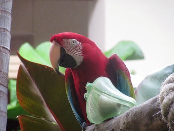 Close-up of parrot perching on plant