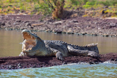 Giraffe in a lake