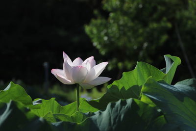 Close-up of lotus water lily