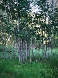 View of trees in forest