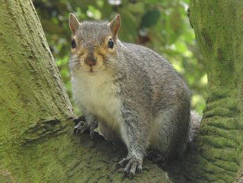 Portrait of squirrel