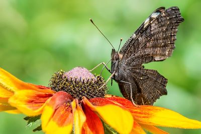 Close-up of butterfly pollinating on flower