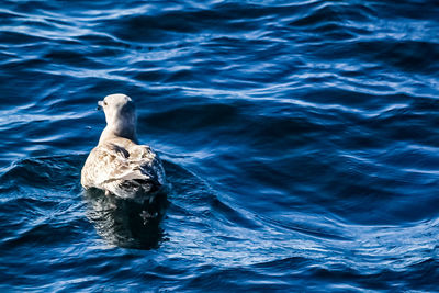 High angle view of duck swimming in sea