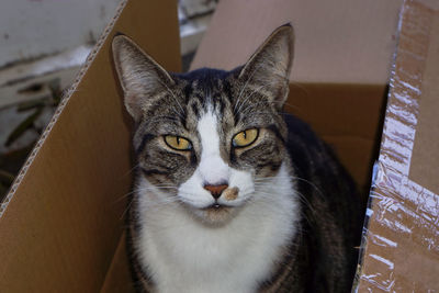 Close-up portrait of cat at home