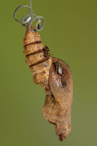 Close-up of insects on butterfly cocoon