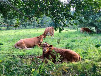 Cow grazing on field