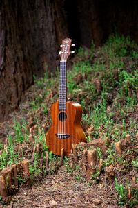 Close-up of guitar in forest