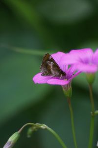 Close-up of bee pollinating on flower