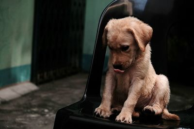 Close-up of dog sitting outdoors