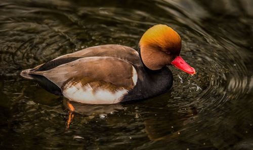 Duck swimming in lake