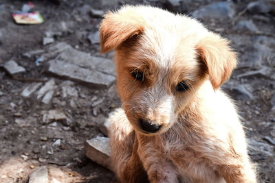 Close-up portrait of dog on field