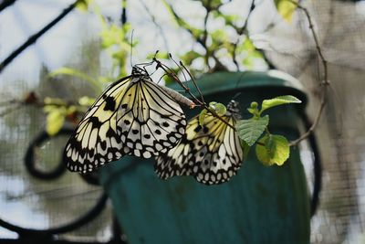 Close-up of butterfly perching on leaf