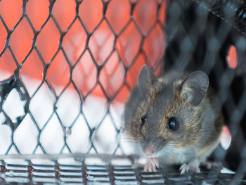 Close-up of rat in cage