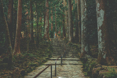 Footpath amidst trees in forest